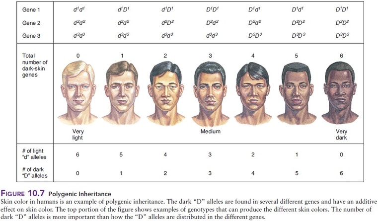 The Link Between Inbreeding and Facial Hair Color - wide 7