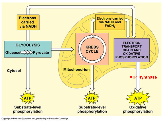 Photosynthesis & Cell Respiration - Welcome to The Frog Pad!